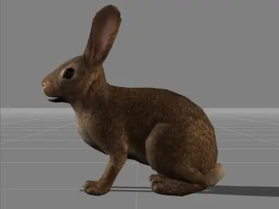 rabbit v1 animal Low-poly 3D model