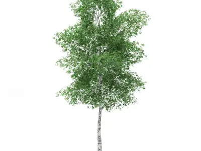 Silver Birch Betula pendula 14m 2 3D model