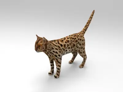 3D Wild Cat game ready low poly model  Low-poly 3D model