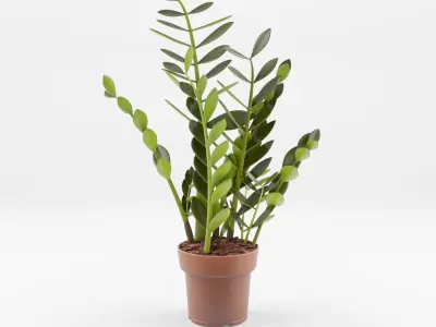 Collection-5 of House Plant 3D Models - 5 Models
