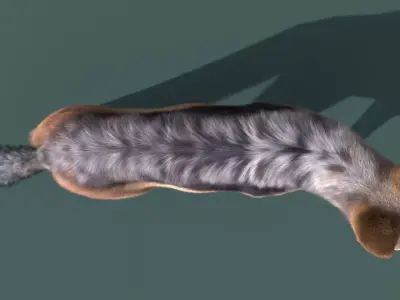 Black Backed Jackal Animated Xgen 3D model