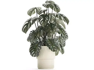 Beautiful Monstera bushes in a flower pot for decoration 1288 3D model