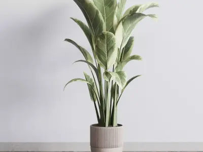 ficus elastica pot Indoor outdoor plant 296 concrete dirt vase Low-poly 3D model