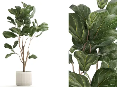 Decorative Tree Ficus Lyrata In A Flower Pot 1241 3D model