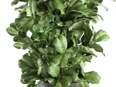 Ficus lyrata trees in a pot for the interior 856 3D model
