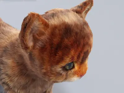 Fur Cute Cat kitten 03 No Rig 3D model