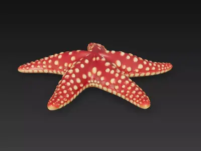 Starfish Realistic 3D Model Basic - Low Poly Realistic Low-poly 3D model