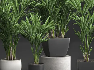 Decorative palm in a white flowerpot 564 3D model