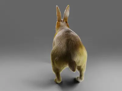 Fur Gray Rabbit NO Rigged  Low-poly 3D model