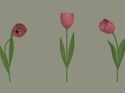 Tulip 3D model