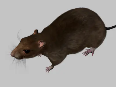 rat 3d model fur 3D model purchase