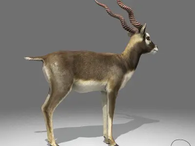 Blackbuck Antelope Low Poly Low-poly 3D model