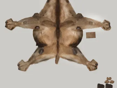 Camel camels 3D model