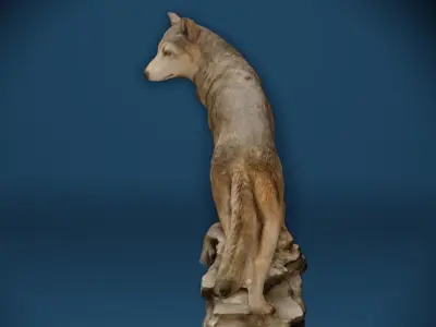 Big Grey Wolf Standing On Rocks Figure Low-poly 3D model