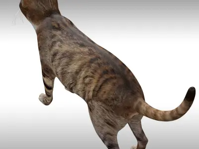 Cat Rig Low-poly 3D model