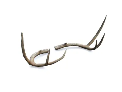 Deer Horn - Cuerno de Venado - Low poly Low-poly 3D model