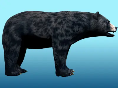 Black Bear Rig 3D model