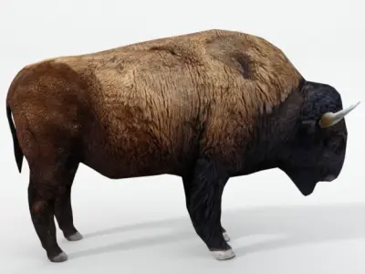 American Bison Buffalo Low-poly 3D model