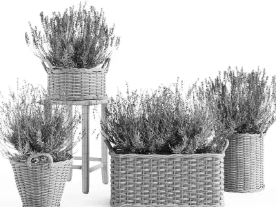 Lavender in Wicker Baskets  3D Model Set 3D model