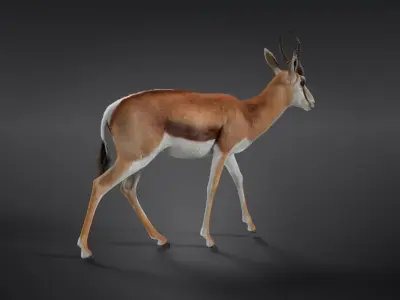 Springbok Animated 3D model