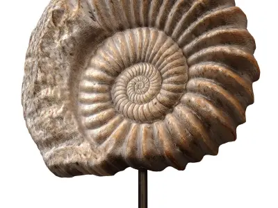 Nautilus Shell Sculpture Ammonite Mounted Nautilus Statuette 3D model