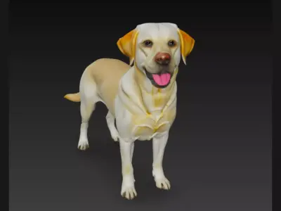 labrador Retriever Dog 3D Model 3D model