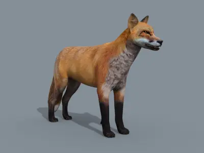 My Fox - 3d animated fox model 3D model