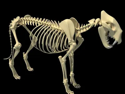 Lion Skeleton 3D model