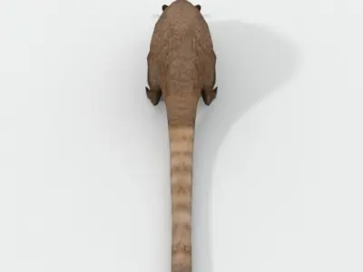 Coati antelope Low-poly 3D model