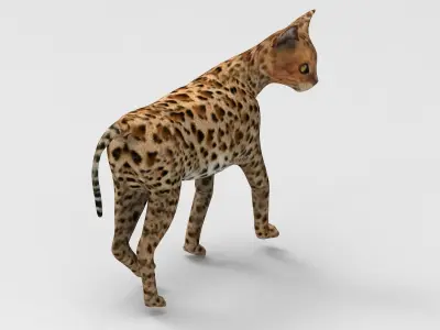 3D Cat Rigged model  Low-poly 3D model