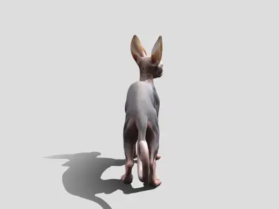 Sphynx Cat Animated Low-poly 3D model