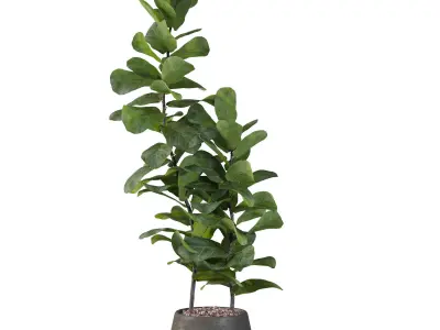 Ficus Lyrata in black pot 3D model
