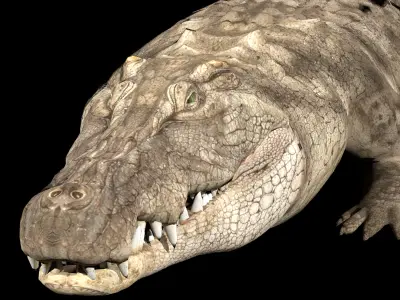 Crocodile Realistic Rigged 3D model