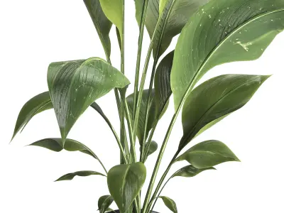 indoor plant 051 3D model