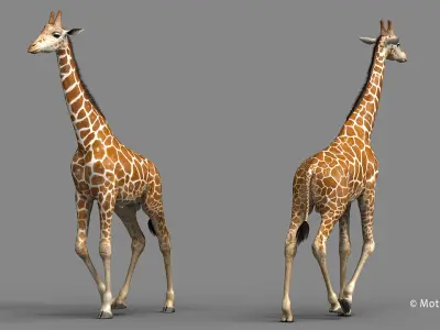 Giraffe PRO 3D model