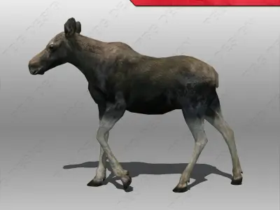 Baby Moose Animated 3D model
