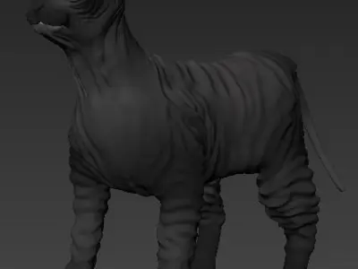 Cat Sphynx   3D model