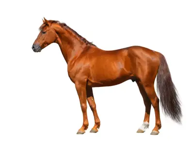 horse 3D model