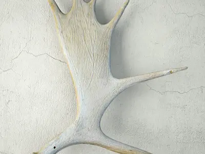 Naturally-Shed Moose Antlers 2 3D model