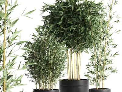 Bamboo bush for the interior in a black flowerpot 582 3D model