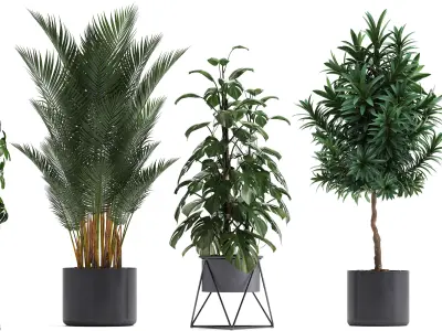 Collection of ornamental plants 3D model