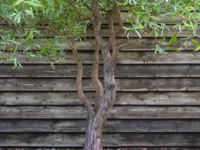 Salix matsudana Tortuosa - Corkscrew Willow 3D model