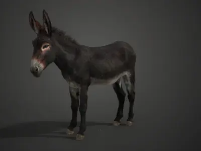 Donkey Summer with 4 Animations  VFX Grace 3D model