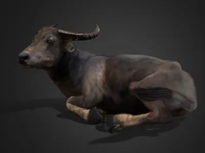 Asian Buffalo - Water Buffalo Realistic 3D model