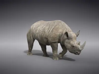 African Rhinoceros Animated VFX Grace 3D model