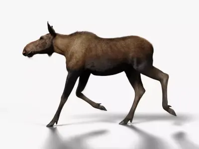 Moose Female Animated VFX Grace 3D model