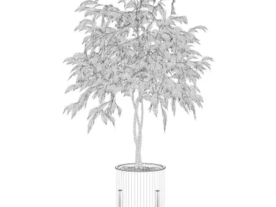 Ficus benjamina  3D model