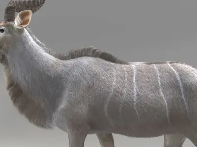 Kudu Antelope model 3D model
