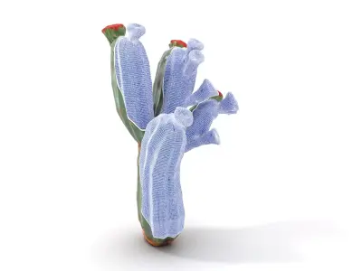 Cactus Blossom model pack Low-poly 3D model