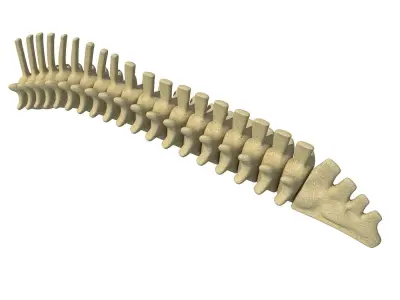 Mammal Spinal Column 3D model